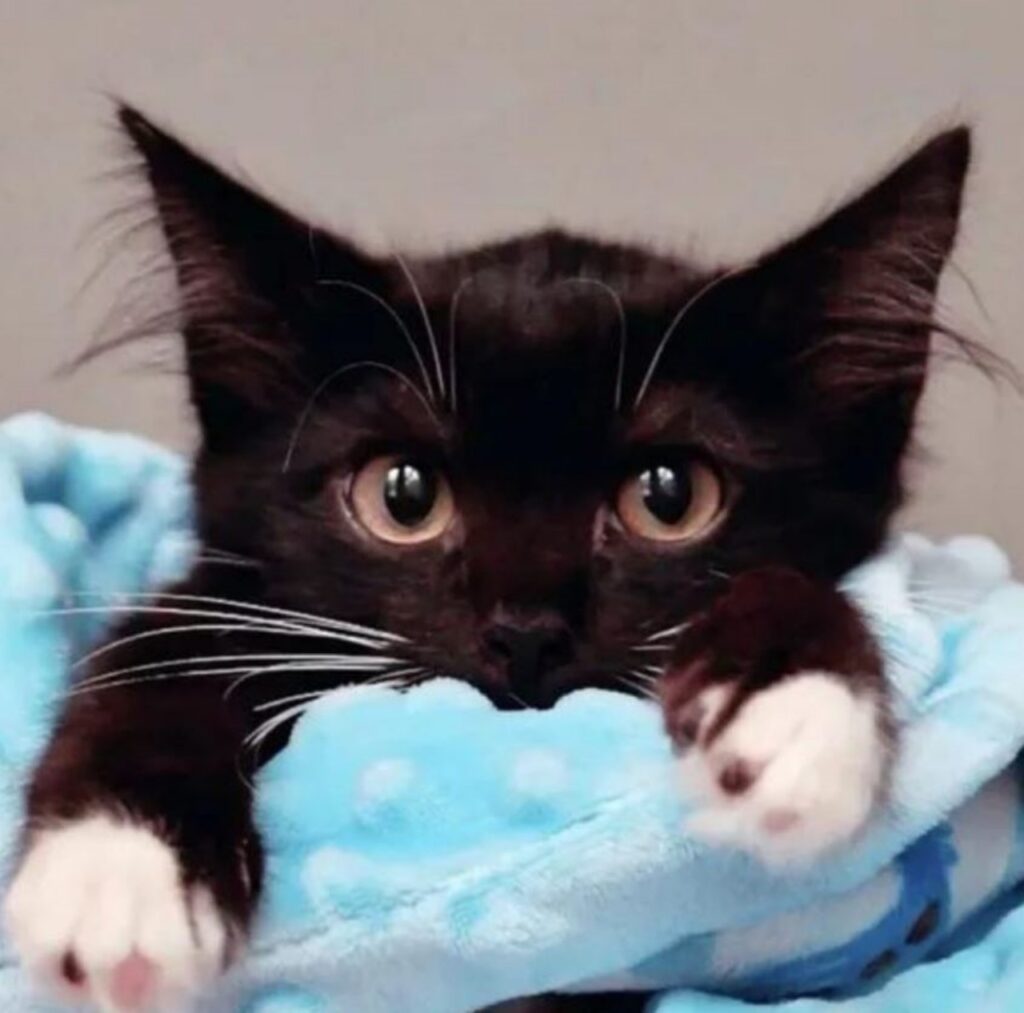 un gattino nero