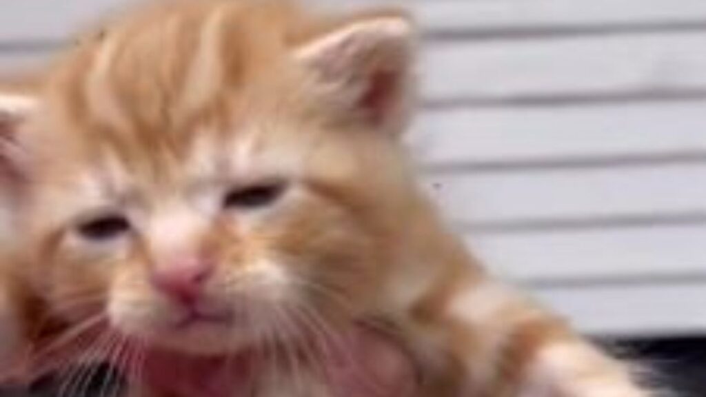 un gattino arancione