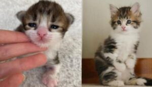 Mamma gatta ha partorito un gattino con le zampe anteriori attorcigliate: ora lui sta vivendo una vita piena d’amore
