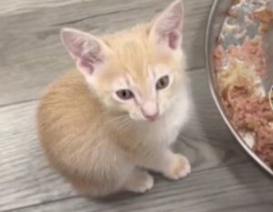Il gattino non si accontenta e richiede che il suo cibo venga condito con una salsa super speciale