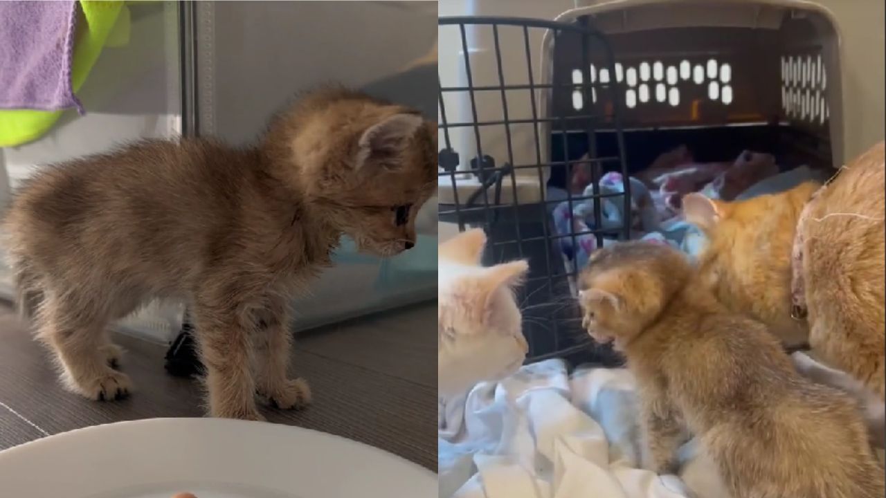gattino adottato da nuova mamma