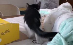 Il modo in cui questo gattino balla e si dimena lo rende assolutamente irresistibile (VIDEO)