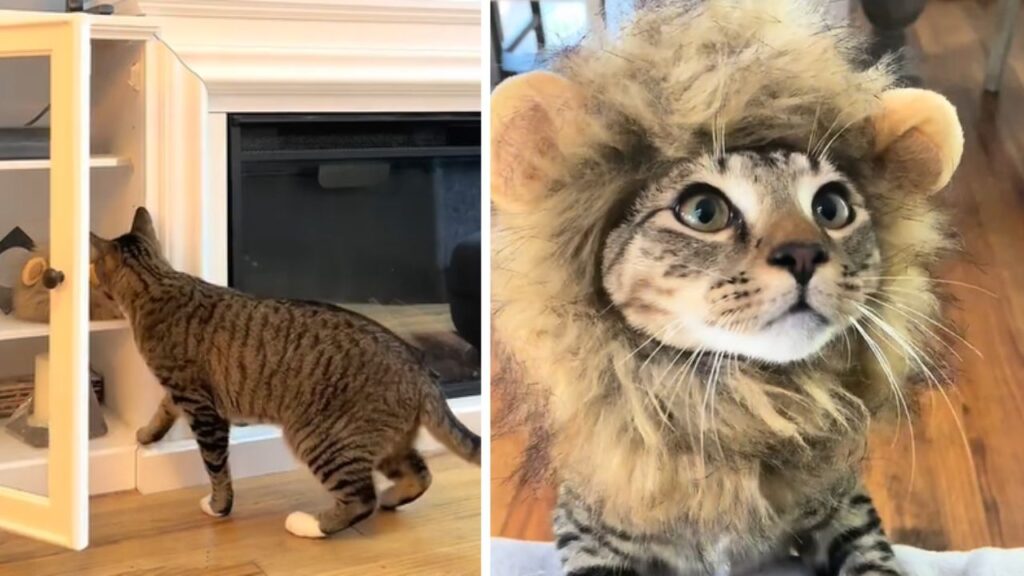 gattino che indossa una criniera da leone