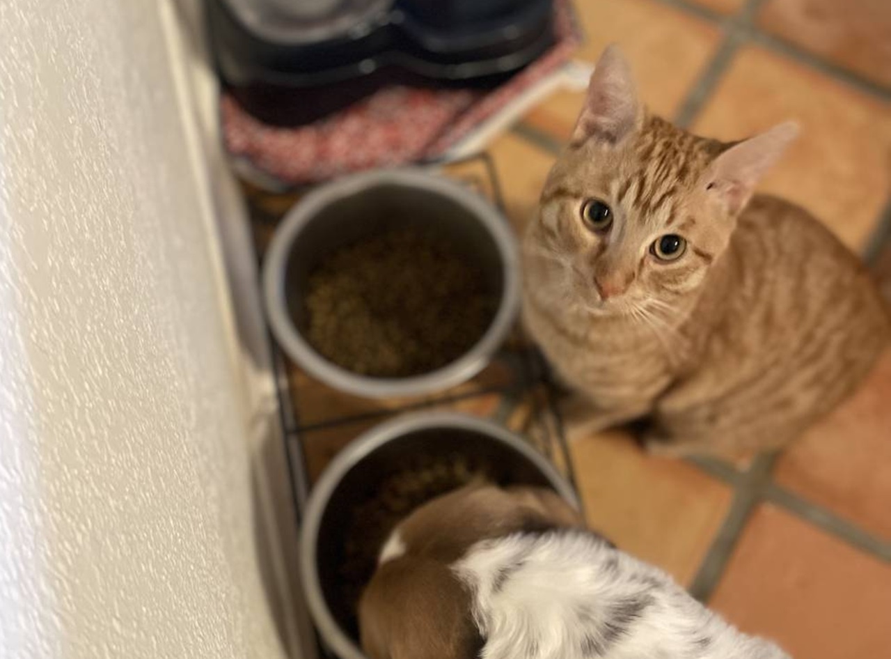Gattino mangia