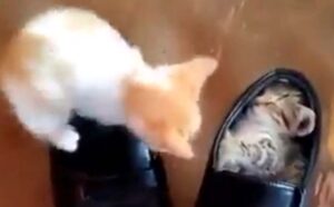 Dopo diversi tentativi, c’è riuscito: il gattino ha trasformato la scarpa nella sua personalissima cuccia (VIDEO)