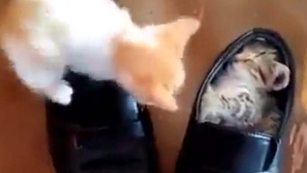 gatto nella scarpa