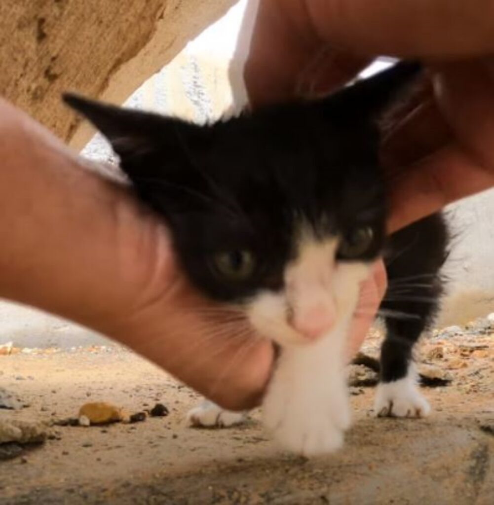 un gattino bianco e nero