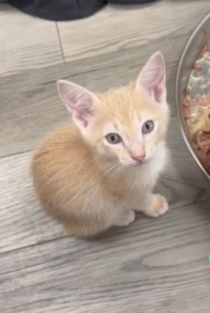 un gattino arancione seduto a terra