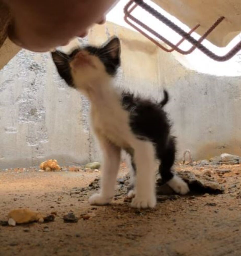 un gattino annusa qualcosa