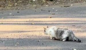 Un cacciatore nato! Il gatto non si perde d’animo e decide di inseguire il cervo fino allo sfinimento