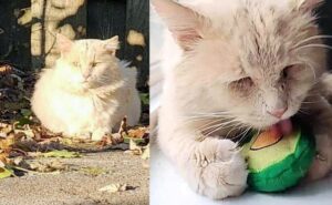 Il gatto stava da solo e al freddo, finché alcune persone hanno deciso di impiegare mesi per guadagnarsi la sua fiducia