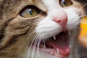 Gatto aggressivo non fa entrare i proprietari a casa: i pompieri devono intervenire