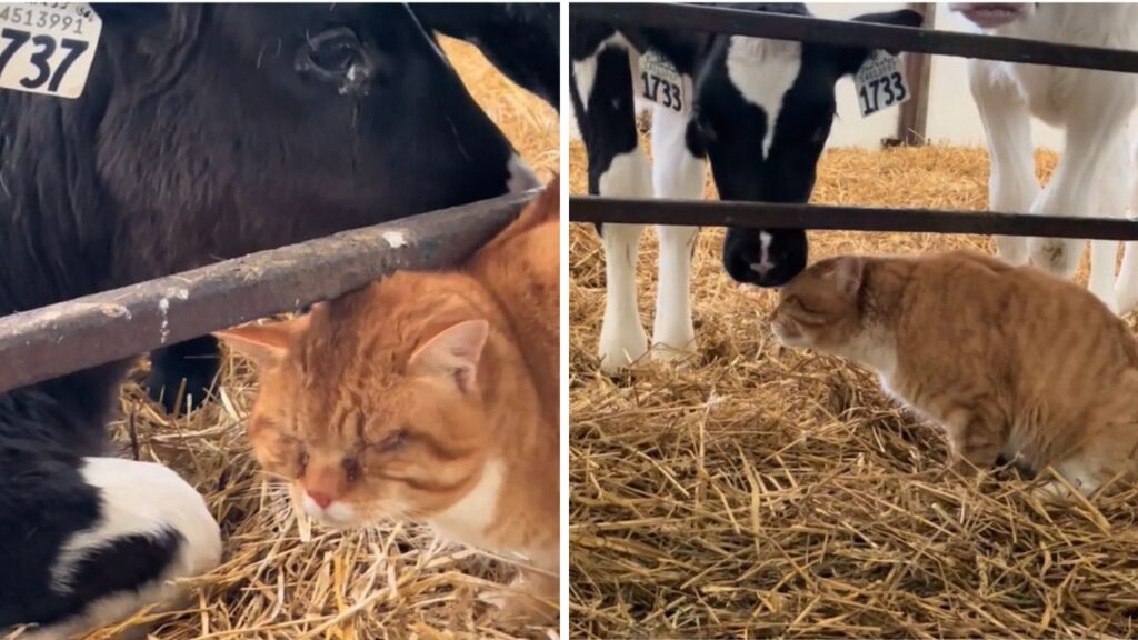 mucca che lecca la testa di un gatto