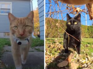 Il papà di questo gatto mette una telecamera al collo del felino e ciò che ne deriva è davvero esilarante