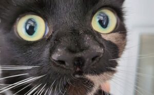 Ha ben due nasi: questo gatto è nato con una malformazione particolare e lo hanno abbandonato