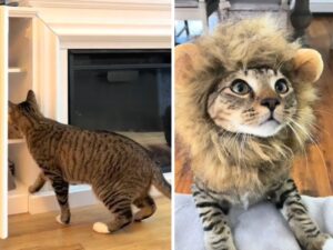 Il gatto che supplica il padrone di indossare una criniera da leone è la cosa più divertente che vedrete oggi