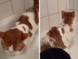 Il gatto appena adottato lascia senza parole la sua mamma grazie alla sua particolare routine mattutina