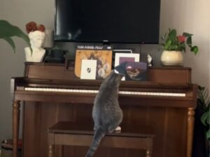Questo gatto che suona il pianoforte come se fosse un professionista non potrebbe essere più simile a un essere umano