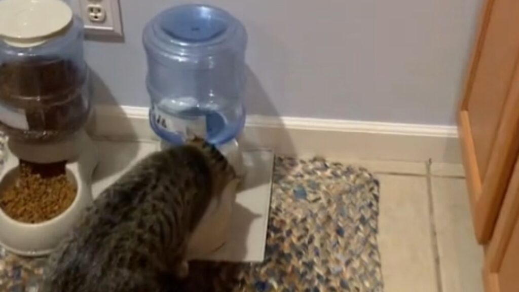 gatto che beve