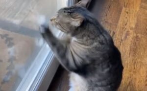 Un vero dramma: questo gatto domestico lascia tutti di stucco per le sue suppliche mirate a uscire di casa (VIDEO)