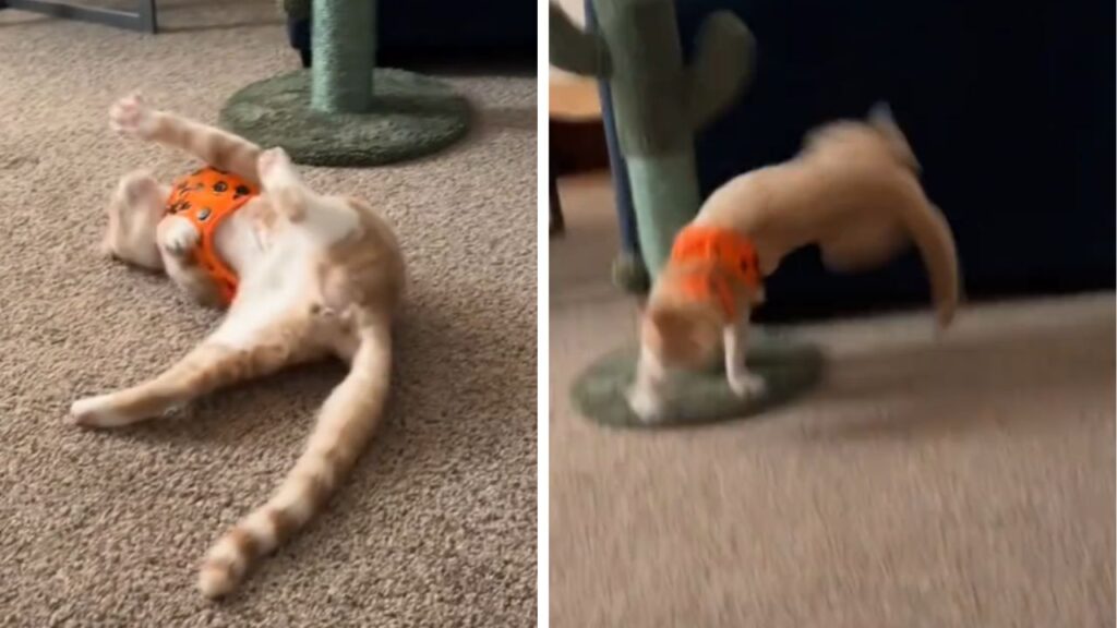 gatto con pettorina arancione