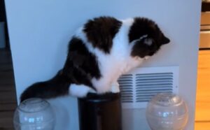 Questo gatto viene messo a dieta e non riesce a non trasmettere tutto il suo fastidio per le restrizioni alimentari (VIDEO)