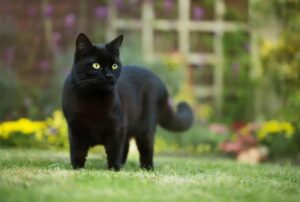 Ha sentito il suo fidanzato sbottare ancora una volta contro il gatto e ha preso una decisione: o lui o il micio