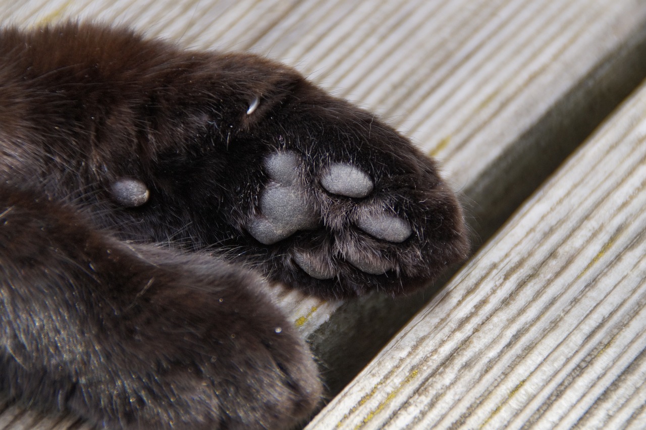 Zampe del gatto sul legno