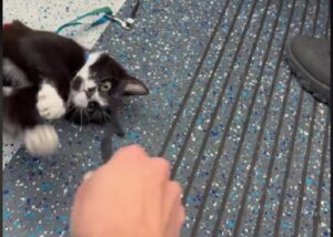 Gatto sale sulla metropolitana di Londra ogni giorno, diventando la mascotte dei pendolari