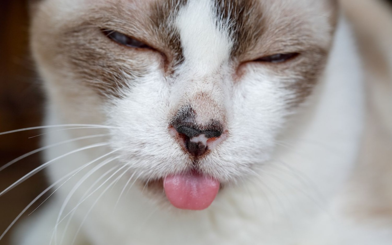 gatto esce la lingua