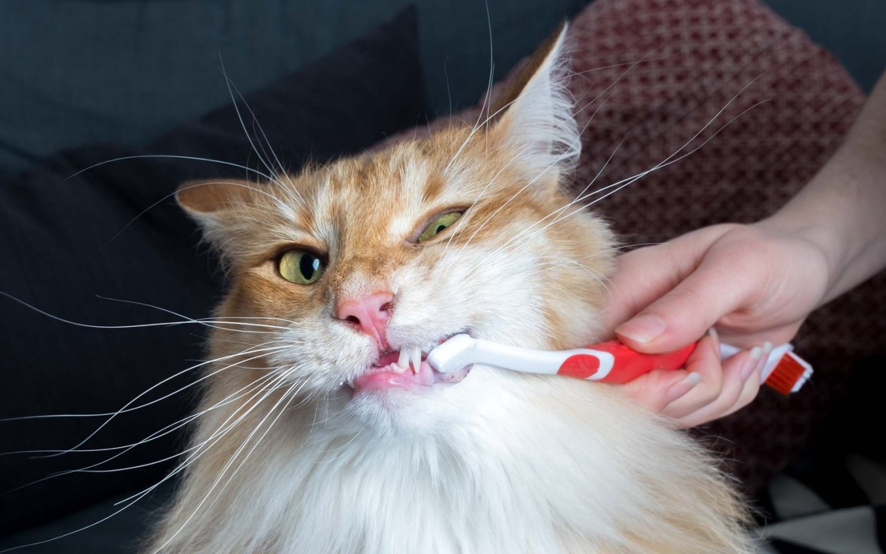 lavare i denti al gatto