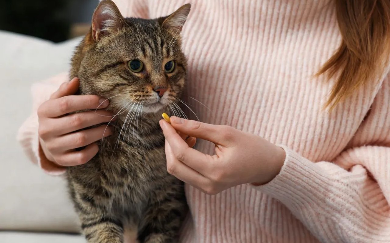dare medicine al gatto