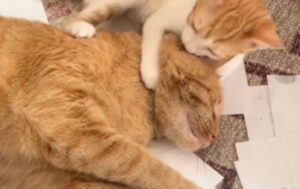Il gatto triste e solitario ha finalmente trovato la sua realizzazione diventando papà dei gattini randagi – Video