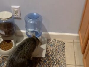 I tentativi di questo gatto di svuotare completamente la ciotola dell’acqua ha lasciato i suoi padroni di stucco