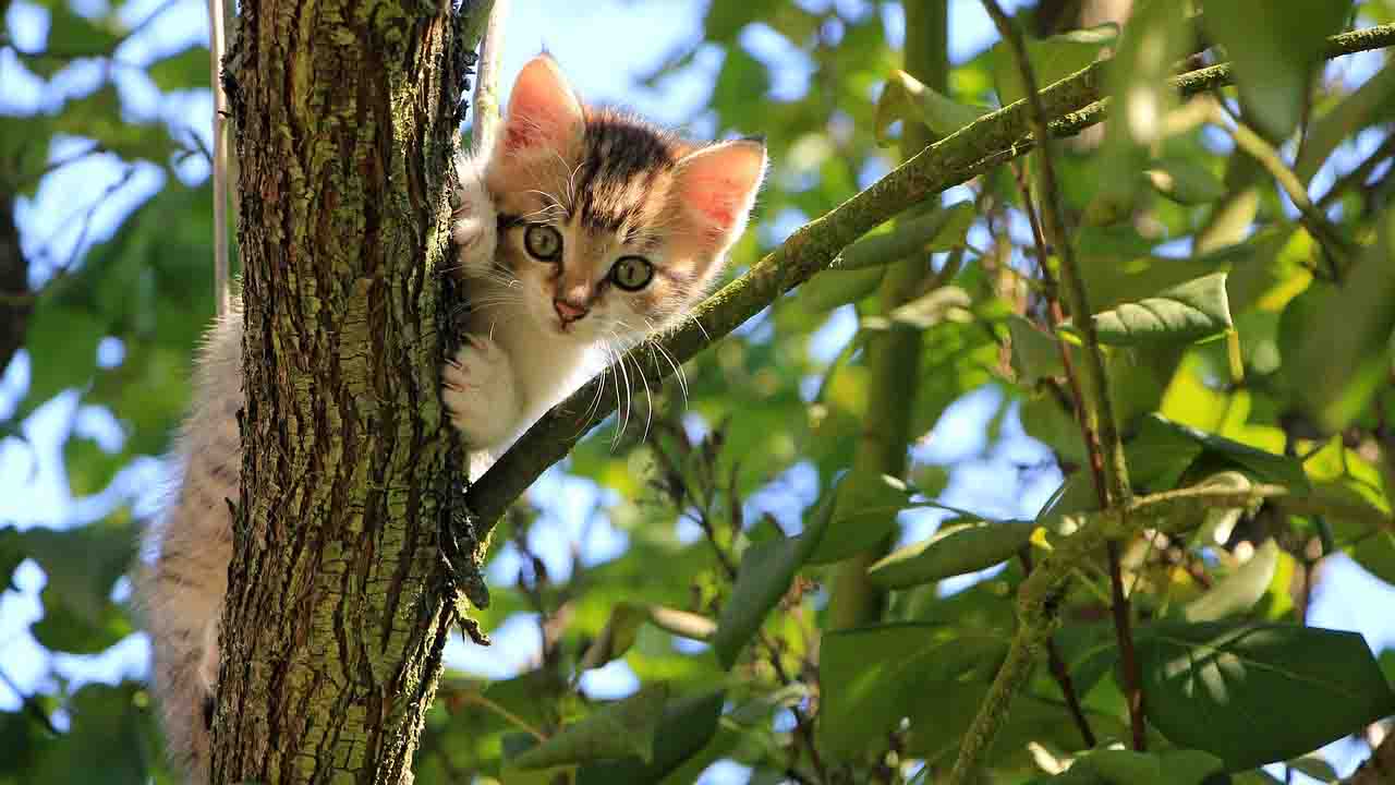 Gatto sull'albero