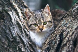 Gatto sull’albero da tre giorni: anche per i vigili del fuoco era difficile salvarlo