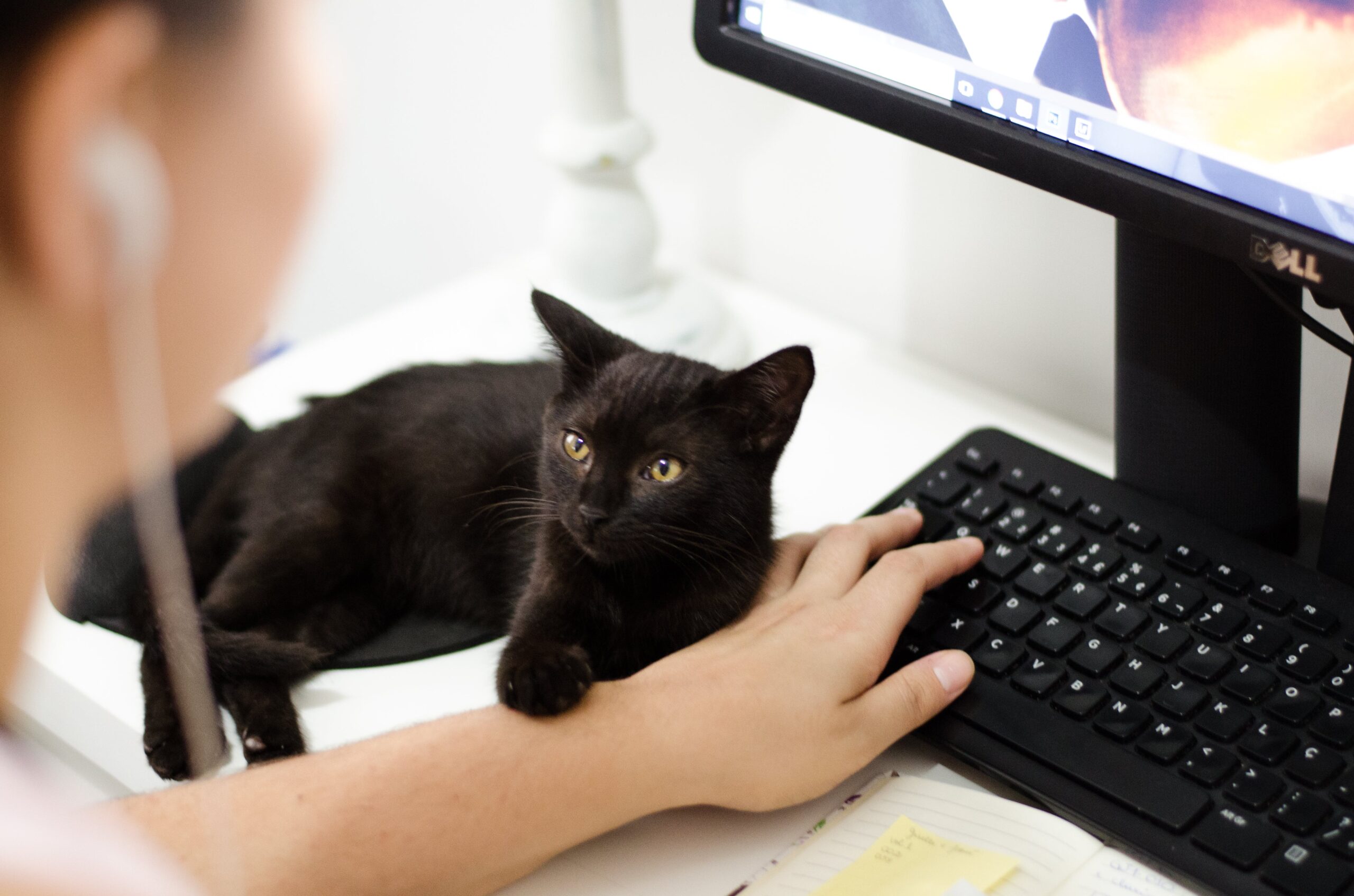 gatto accanto a ragazza al computer