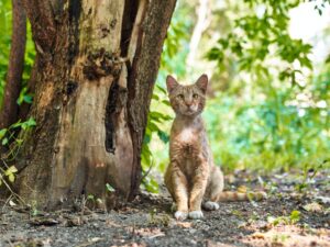 Questo gatto avventuroso ha percorso chilometri e chilometri facendo anche l’autostop