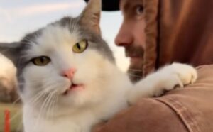 Il gatto è diventato visibilmente geloso quando si è accorto di come il papà umano trattava gli altri felini (VIDEO)