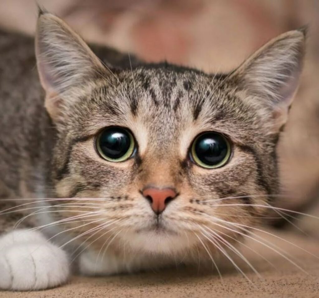 un gatto con gli occhi grandi
