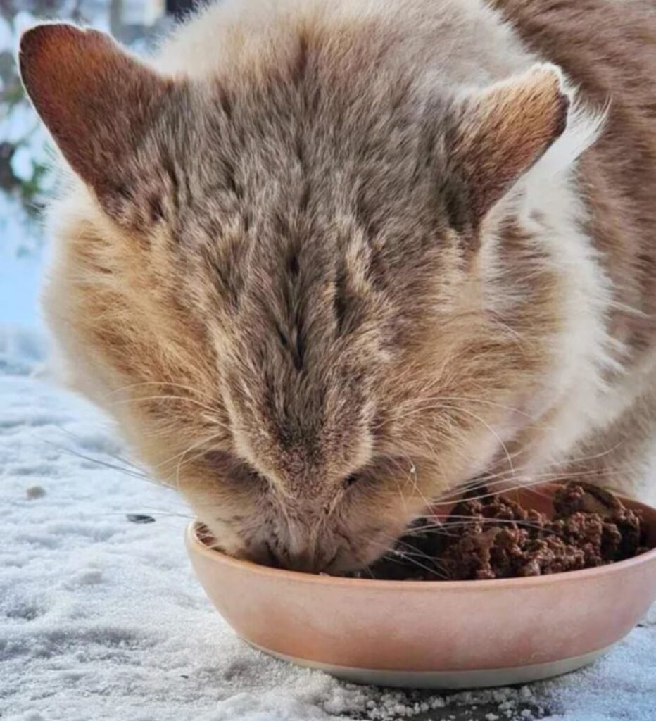 un gattino che mangia