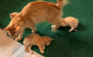 Mamma gatta gioca e tiene a bada la sua grande quantità di cuccioli e il suo impegno è encomiabile (VIDEO)