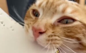 Inarrestabile: l’hobby di questo gatto è forare tutto ciò che trova con i suoi appuntitissimi dentini (VIDEO)