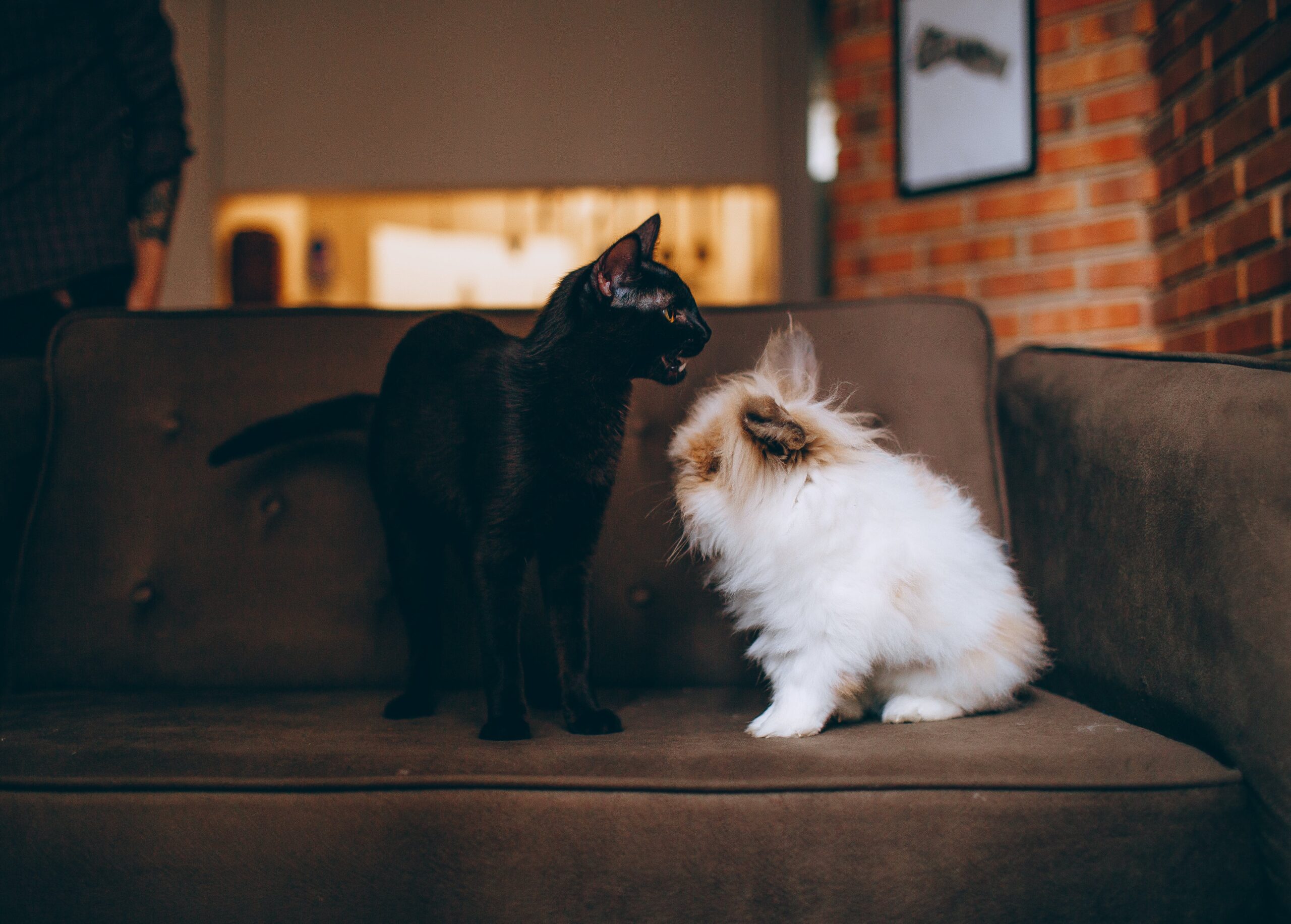 gatto nero e cane bianco