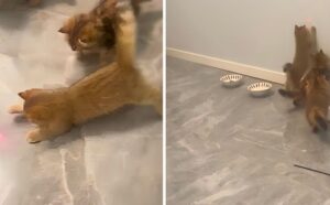 I gattini cominciano a inseguire il laser per gioco, ma poi uno di loro fa qualcosa di inaspettato (VIDEO)