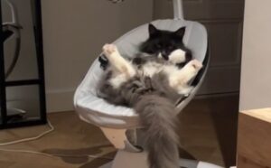 No, questo gatto non ha alcuna intenzione di lasciare l’altalena al suo fratellino neonato (VIDEO)