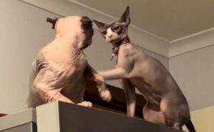 I due gattini Sphynx che litigano sul frigorifero sono proprio uguali a due fratellini umani (VIDEO)