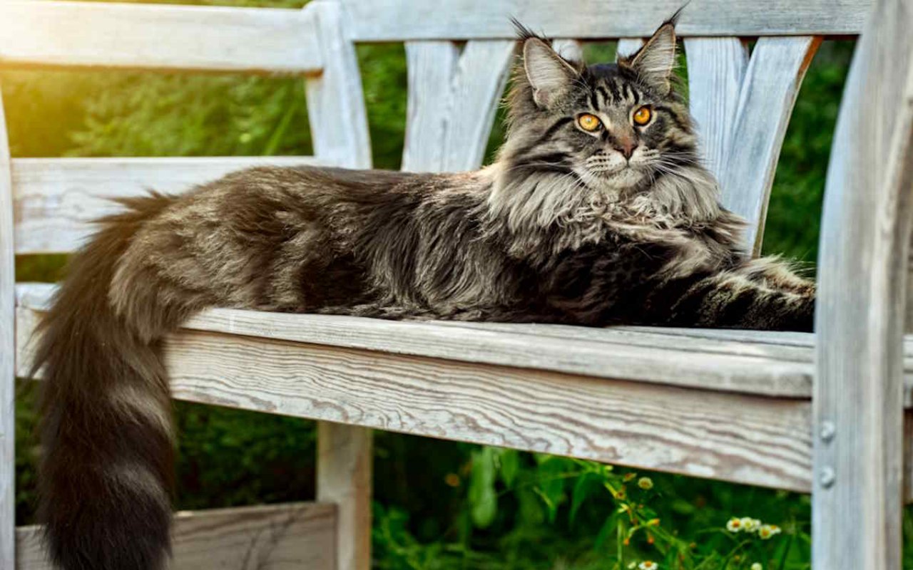 Maine Coon