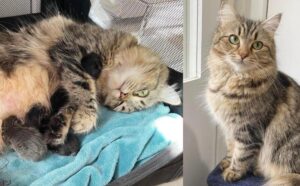 Qualcuno ha lasciato fuori mamma gatta che ha fatto di tutto per sopravvivere: alla fine ha mostrato i suoi gattini