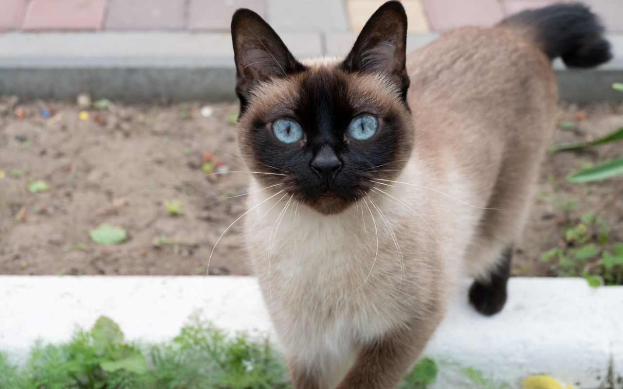 gatto in giardino